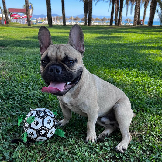 Honden voetbal