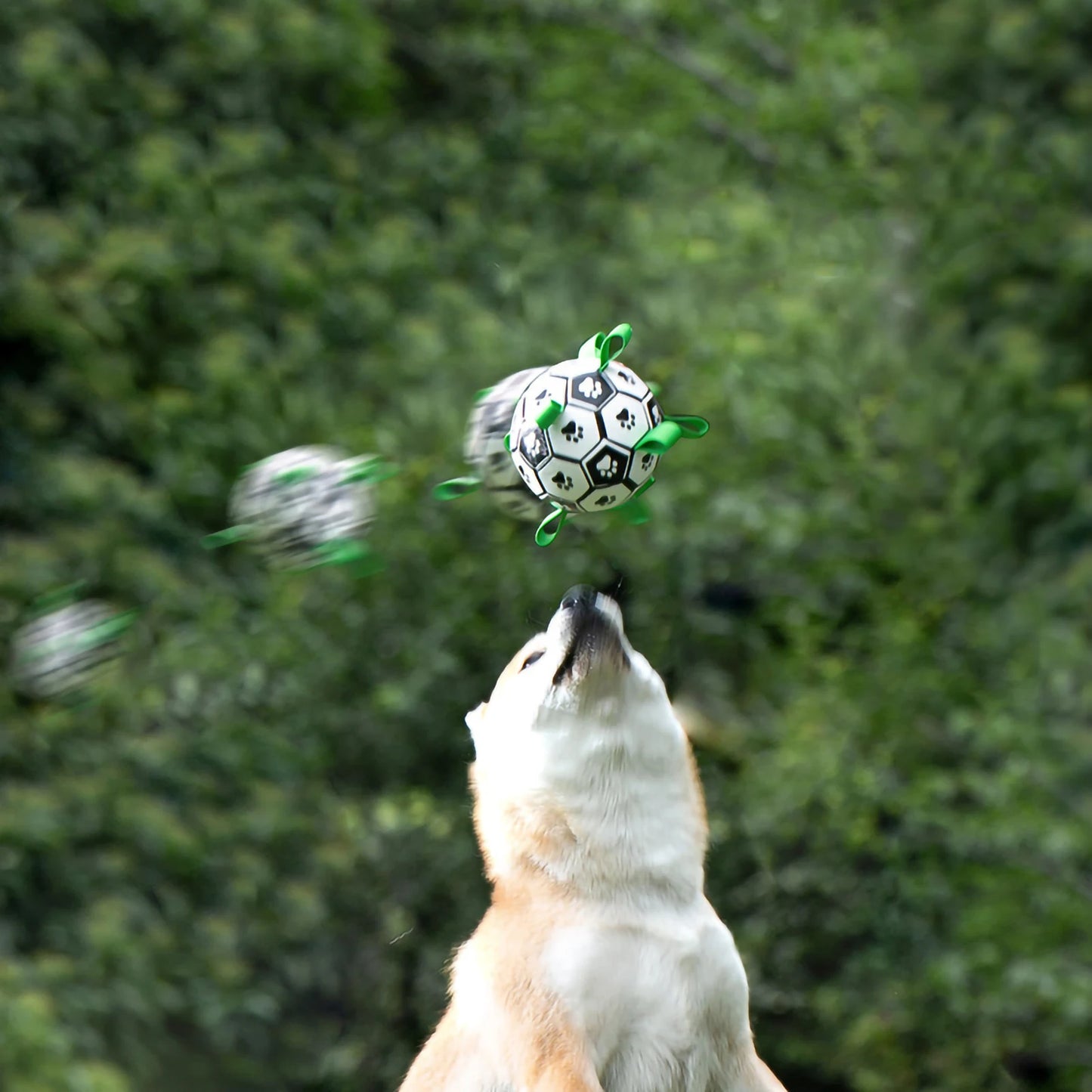 Honden voetbal