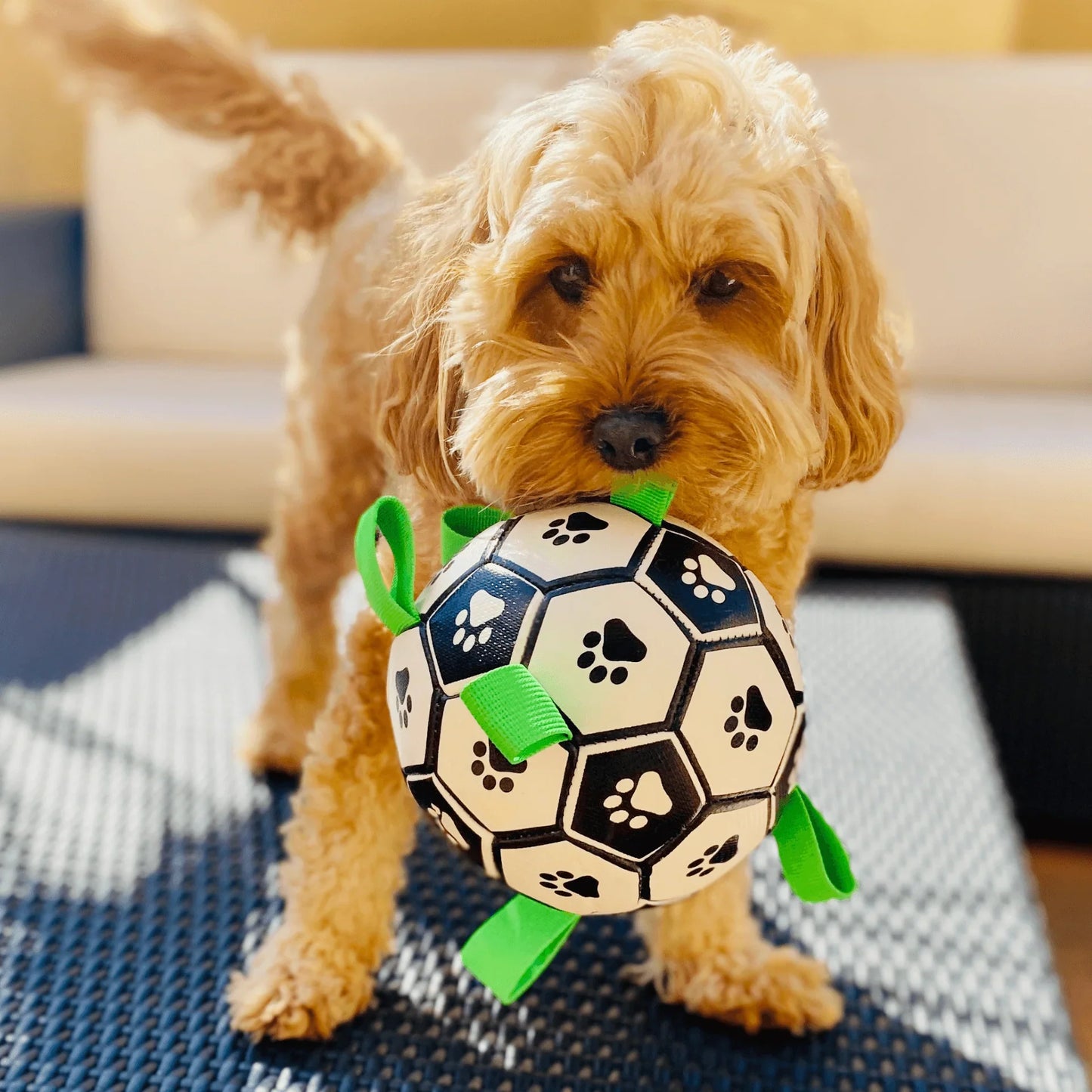 Honden voetbal