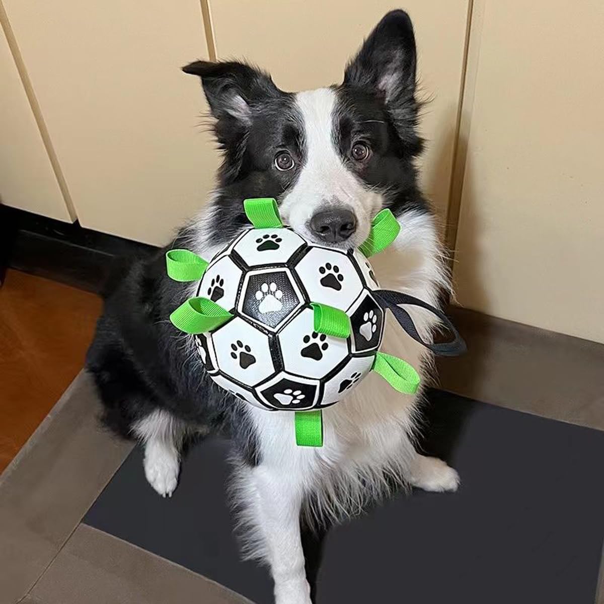 Honden voetbal